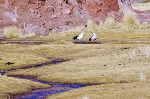 TREKKING NEL DESERTO DI ATACAMA 2015